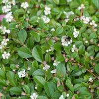 Cotoneaster